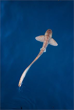 Into the Blue